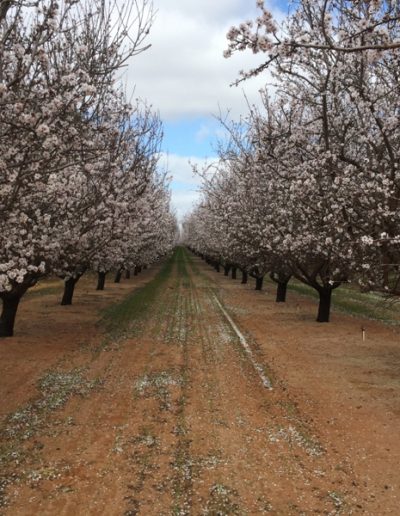 Fleurieu Honey McLaren Vale SA honey product buy online